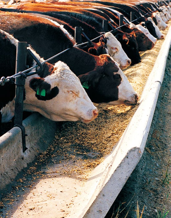 agricultural products for beef and dairy farming